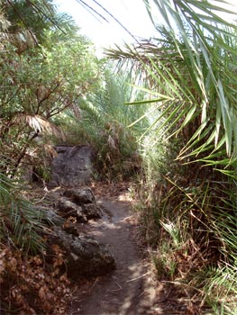 Kreta Preveli Dschungel