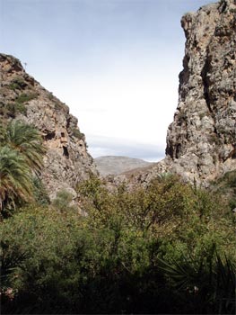 Kreta Preveli Palmen