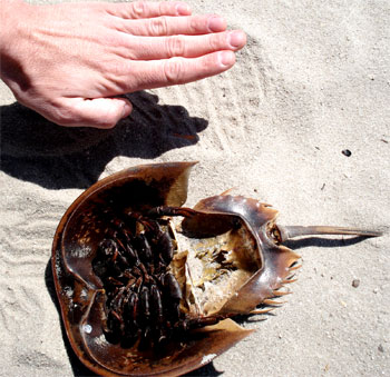 Strandviech Wakulla, FL von unten