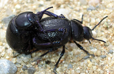 Big Black Bug